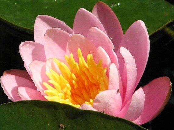 10 Light Pink Lotus Water Lily Pad Nymphaea Sp Pond Flower Etsy