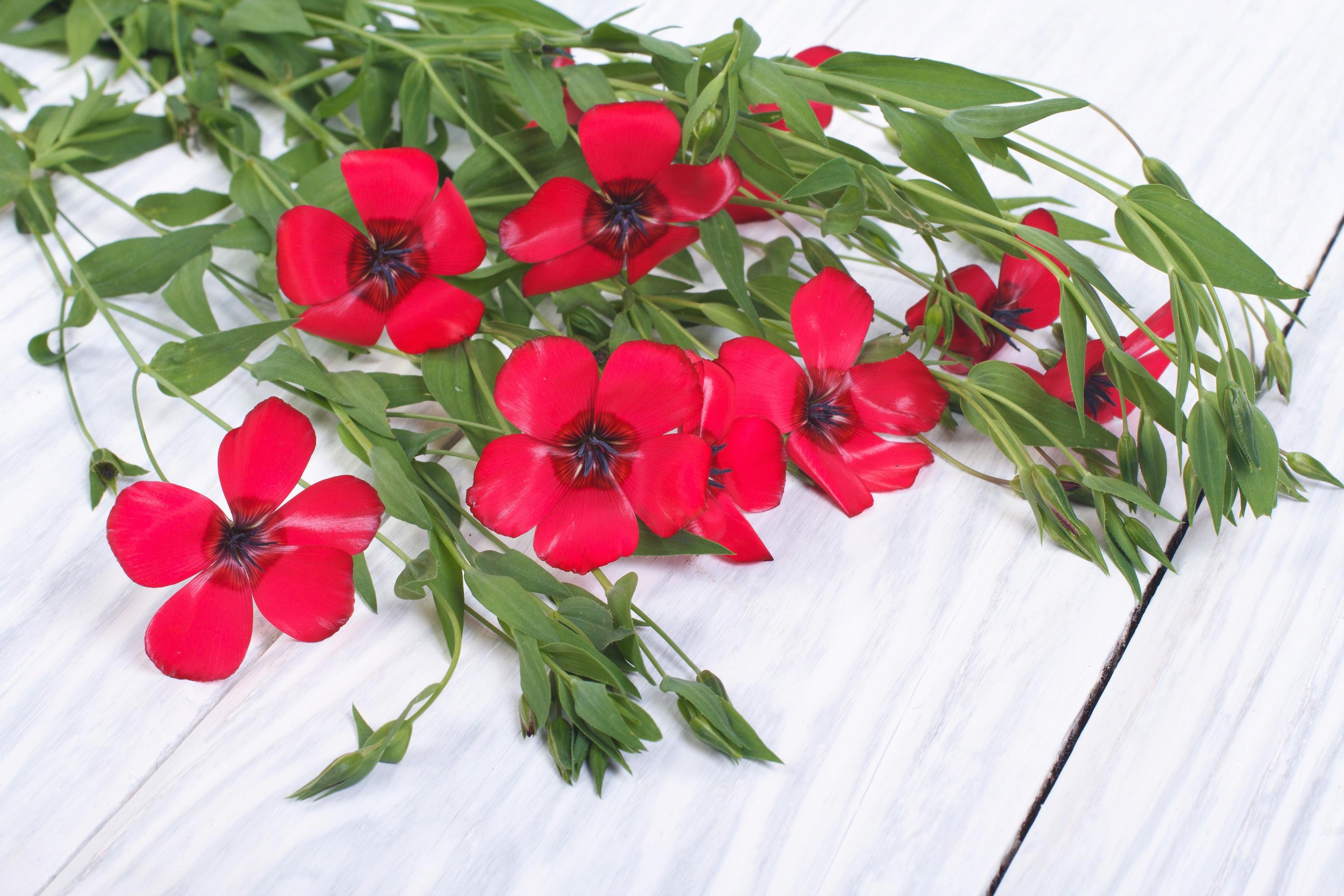 Scarlet Flax Flower Seeds - (lnum Grandflorum Rubrum) Buckeye Herloom Seeds - Etsy