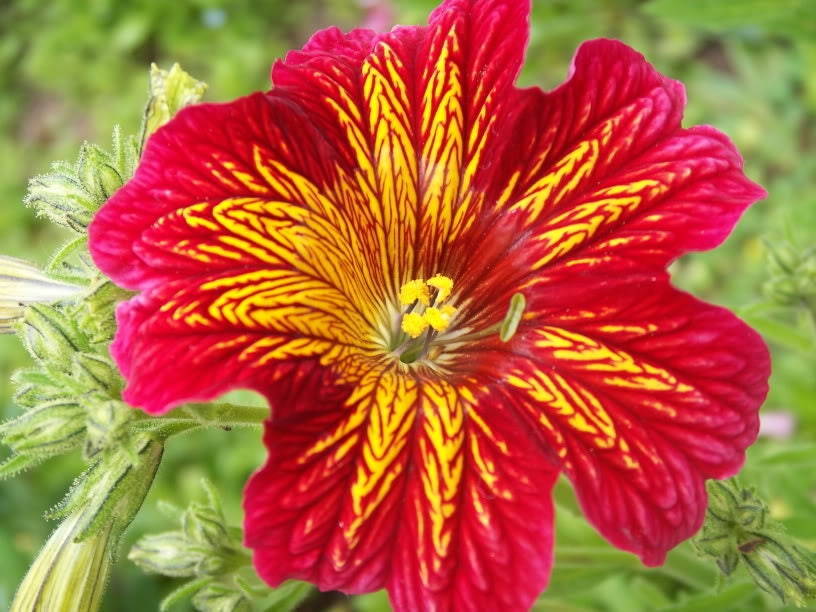 Heirloom Flower ''Velvet Trumpet Top Quality Seeds RARE Painted Tongue'' ~75