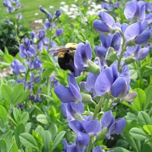 50 BLUE WILD INDIGO (False Indigo) Baptisia Australis Flower Seeds