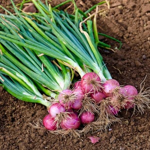 100 Semillas Vegetales SCARLET BANDIT Agrupación CEBOLLA Roja Allium Cepa