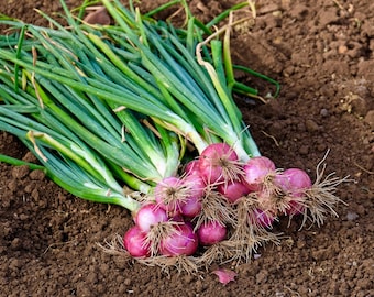 100 SCARLET BANDIT Bunching CEBOLA Red Allium Cepa Sementes Vegetais