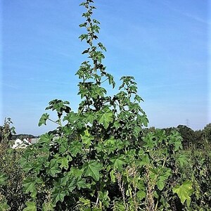 100 CHINESE MALLOW Malva Verticillata aka Musk or Cluster Mallow White Flower Dong Kui Zi Herb Mauve Frisee Vegetable Seeds image 2