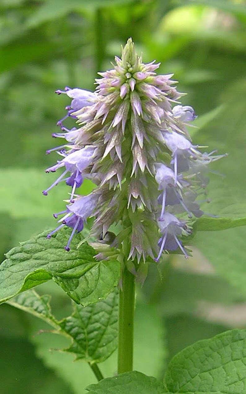 500 PURPLE ANISE HYSSOP licorice Mint / Blue Giant Agastache Etsy Canada