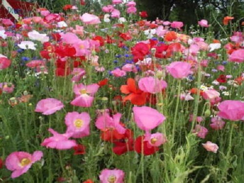 Little Miss Splendid Poppy Flanders Seeds Annual Flower 1 Packet 2000 Seeds T/&M