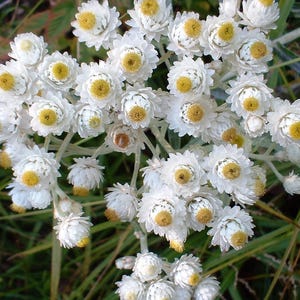 100 sementes perfumadas de flores de borboleta Anaphalis Margaritacea peroladas eternas