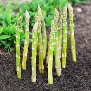 100 MARY WASHINGTON ASPARAGUS Officinalis Perennial Vegetable Seeds