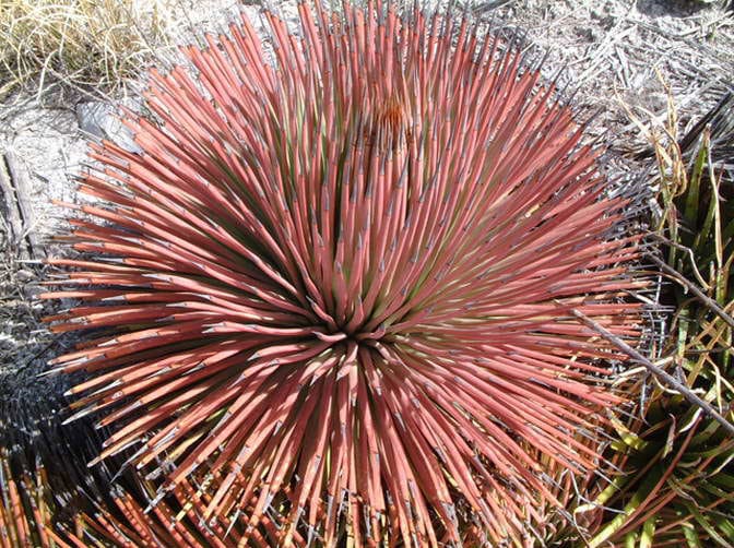 Perennial Spiny Succulent 5 Seeds Red Hedgehog Agave Details about  / Agave Stricta Rubra