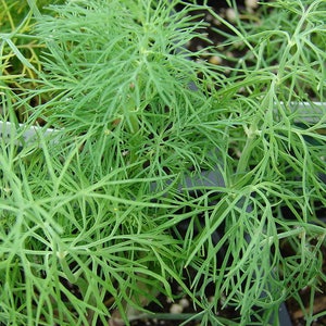 2500 BOUQUET DILL Anethum Graveolens Herb Flower Seeds image 2