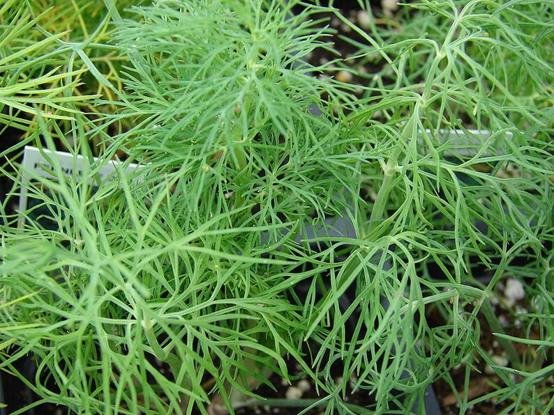 2500 BOUQUET DILL Anethum Graveolens Herb Flower Seeds image 2