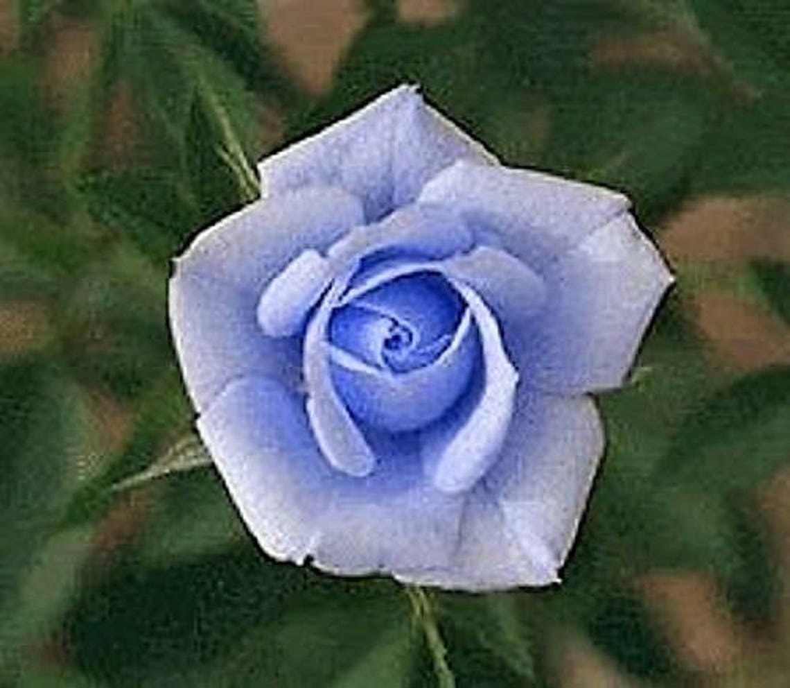 5 BLUE ROSE Rosa Bush Shrub Perennial Flower Seeds Flat Etsy