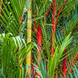 10 BATOM VERMELHO PALM Cera Seladora Palm Cyrtostachys Renda Tree Sementes de Planta de Casa
