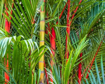 10 Red LIPSTICK PALM Sealing Wax Palm Cyrtostachys Renda Tree Houseplant Seeds