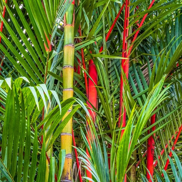 10 Red LIPSTICK PALM Sealing Wax Palm Cyrtostachys Renda Tree Houseplant Seeds