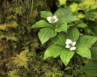 15 WESTERN BUNCHBERRY Alaskan Dogwood Canadian Cornus Unalaschkensis White Sun or Shade Groundcover Flower Edible Red Berry Herb Seeds