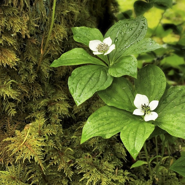 15 WESTERN BUNCHBERRY Alaskan Dogwood Canadian Cornus Unalaschkensis White Sun or Shade Groundcover Flower Edible Red Berry Herb Seeds