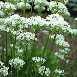 250 GARLIC CHIVE Allium Tuberosum Vegetable Seeds image 5