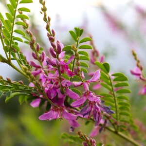 Peut inclure: Gros plan d'une branche de plante fleurie avec des fleurs roses et des feuilles vertes. Les fleurs sont en grappes et ont un aspect délicat.