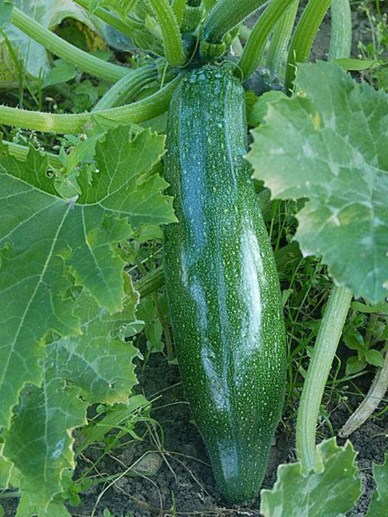 30 GRAY ZUCCHINI Heirloom Summer Bush Squash Cucurbita Pepo Etsy