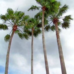 30 CALIFORNIA FAN PALM Tree Petticoat Arizona Desert Washingtonia Filifera Seeds image 4