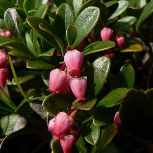 20 BEARBERRY Arctostaphylos Uva-Ursi Kinnikinnick Pinemat Manzanita Flower Seeds