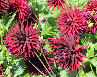 25 CACTUS DOUBLE DAHLIA Mix Variabilis Mixed Colors Hummingbird Flower Seeds