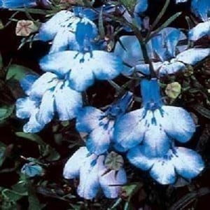 200 BLUE SPLASH LOBELIA Regatta Blue & White Erinus Flower Seeds *Comb S/H