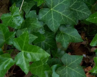 seeds Parthenocissus quinquefolia English Ivy Virginia Creeper Hedera helix 100 seeds Parthenocissus quinquefolia English Ivy Virginia Creeper Hedera helix 100