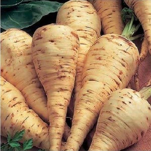 1000 PARSNIP Improved HOLLOW CROWN Pastinaca Sativa White Root Vegetable Seeds *Flat Shipping
