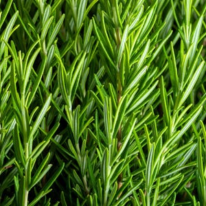 ローズマリー Rosmarinus Officinalis ハーブ花種子 100 粒