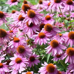 1000 PURPLE CONEFLOWER Echinacea Purpurea Heirloom Flower Herb Seeds image 1