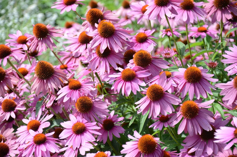 1000 PURPLE CONEFLOWER Echinacea Purpurea Heirloom Flower Herb Seeds image 1