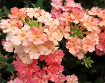 50 Dwarf APRICOT VERBENA Nana Compacta Fragrant Butterfly Flower Seeds