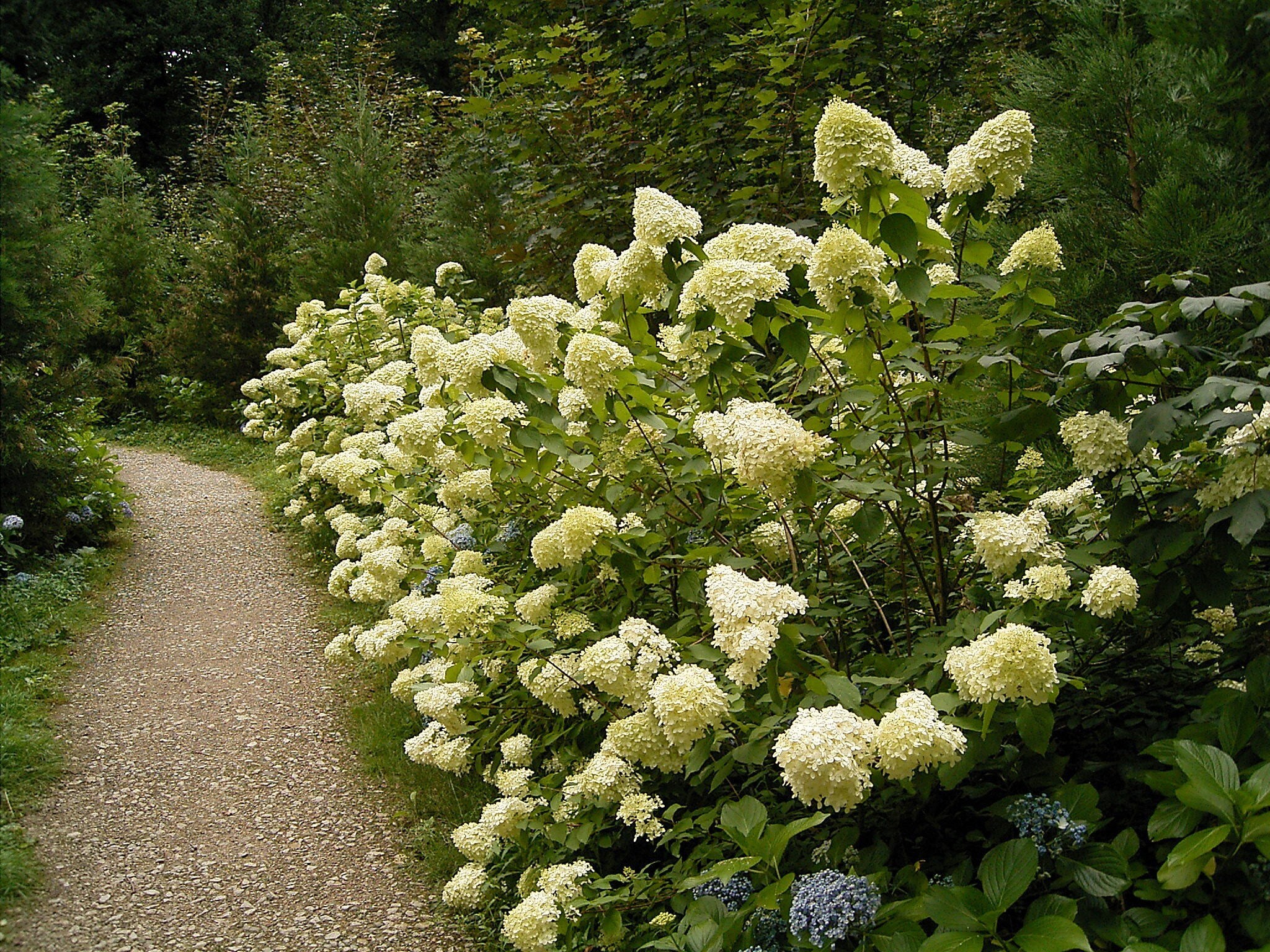 pee gee hydrangea pee gee hydrangea