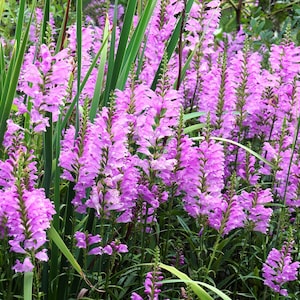 50 PINK Showy OBEDIENT PLANT (False Dragon Head) Physostegia Virginiana Flower Seeds