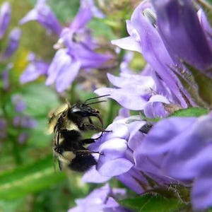 500 GREAT BLUE LOBELIA Lobelia Siphilitica Flower Seeds