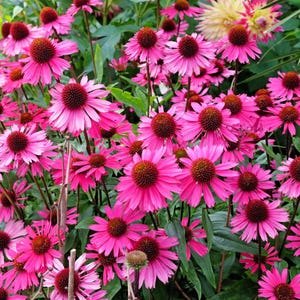 1000 Bulk BRIGHT STAR CONEFLOWER Echinacea Purpurea Lavender Bright Rose Pink Flower Seeds