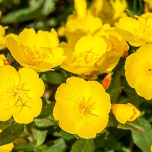 1000 YELLOW EVENING PRIMROSE Oenothera lamarckiana Flower Seeds
