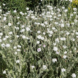50 WHITE LYCHNIS Coronaria Alba (White Rose Campion / Evening Lychnis / Silene / White Cockle) Flower Seeds