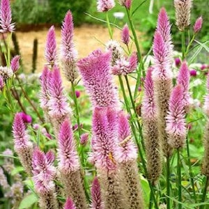 100 FLAMINGO FEATHER Wheat CELOSIA Spicata Pink & White Flower Seeds