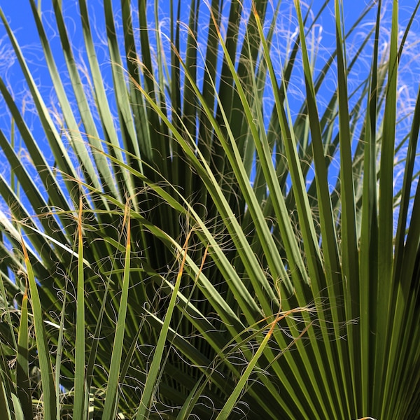 5 GREEN SAW PALMETTO Serenoa Repens American Dwarf Palm Tree Shrub Edible Fruit Sun or Shade Seeds