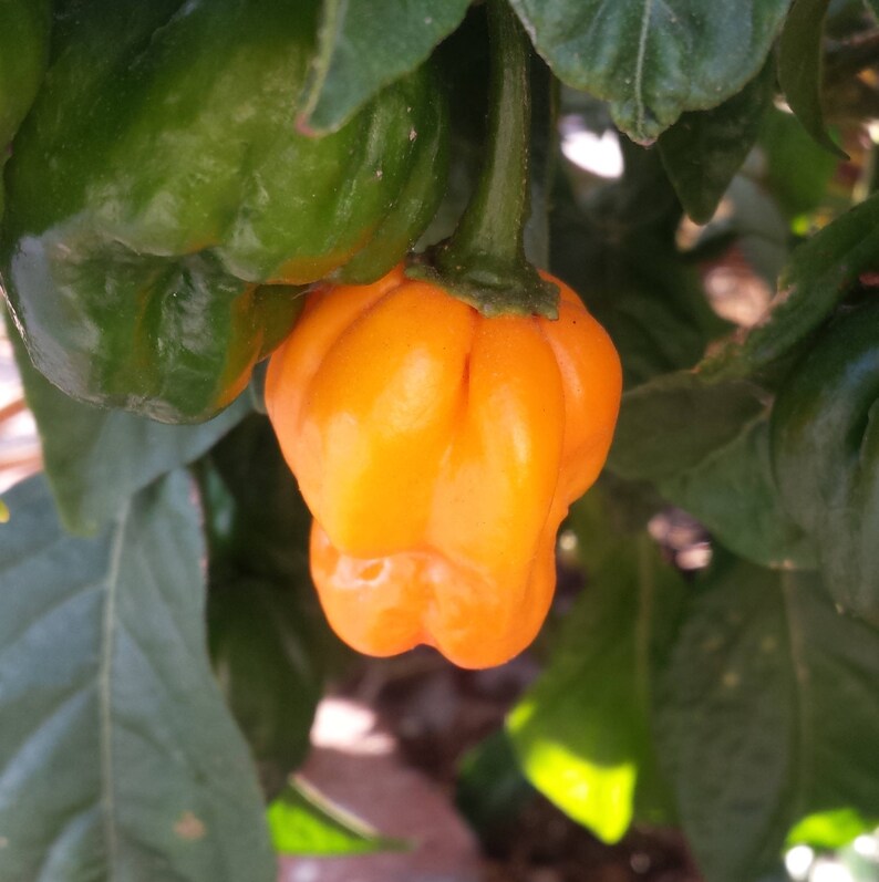 40 Orange SCOTCH PEPPER Very Hot Jamaican Capsicum Etsy Sweden