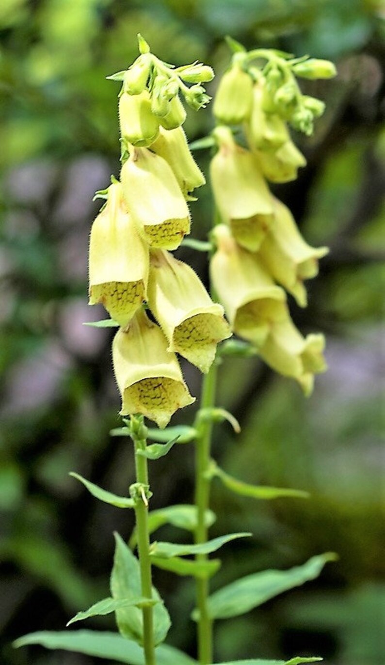 100 YELLOW FOXGLOVE Digitalis Grandiflora Sun or Shade Etsy