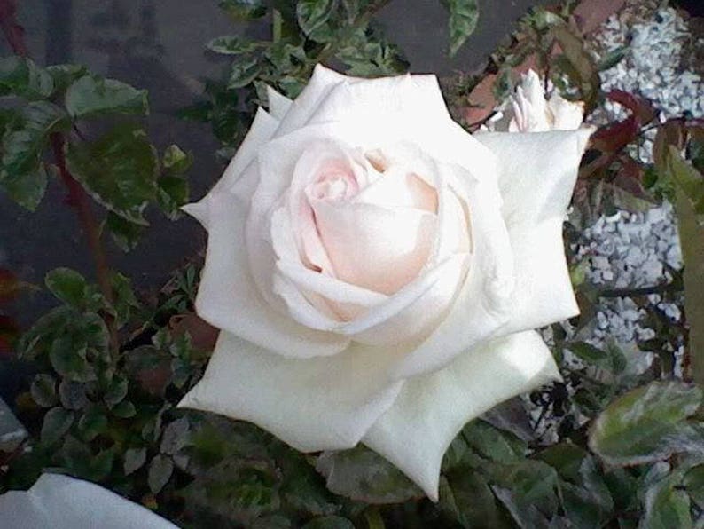 5 WHITE ROSE Rosa Bush Shrub Perennial Flower Seeds Flat Shipping image 4