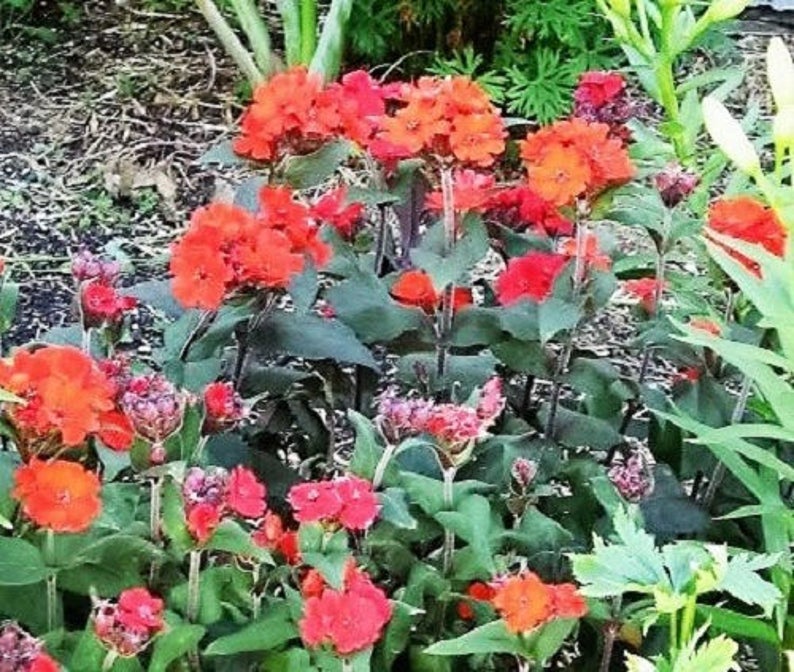 25 VESUVIUS CAMPION Red Orange Lychnis Arkwrightii ...