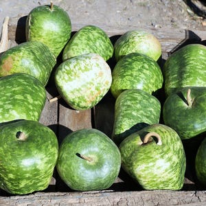 25 små äppelpumpafrön Cucurbita Pepo