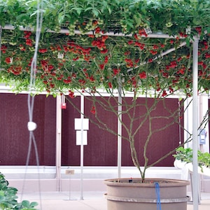 40 ITALIENISCHE BAUMTOMATEN 'Trip L Crop' Lycopersicon Red Fruit Gemüsesamen