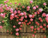 5 PINK CLIMBING ROSE Rosa Bush Vine Climber Fragrant Butterfly Flower Seeds