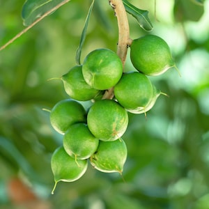 5 MACADAMIA NUT Tree Macadamia Integrifolia Brown Shell Beige Nut Fruit White & Pink Flower Seeds image 8