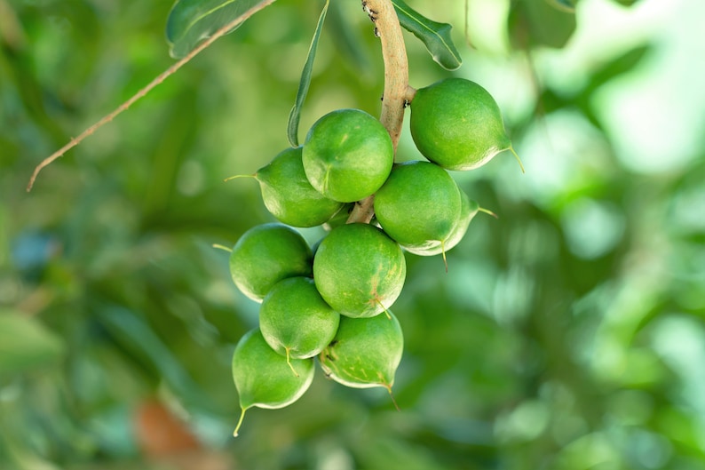 5 MACADAMIA NUT Tree Macadamia Integrifolia Brown Shell Beige Nut Fruit White & Pink Flower Seeds image 8